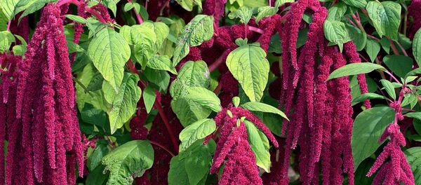 Амара́нт, или щири́ца (лат. Amaránthus) Амара́нт, или щири́ца (лат. Amaránthus) - Sputnik Грузия