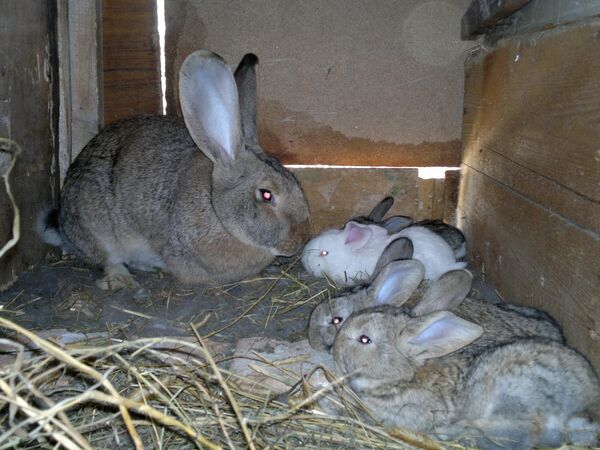 კურდღელი და ბაჭიები - Sputnik საქართველო