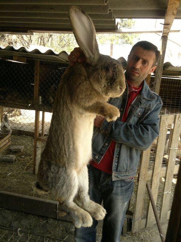 მეკურდღლე ზაზა ბურნაძე - Sputnik საქართველო