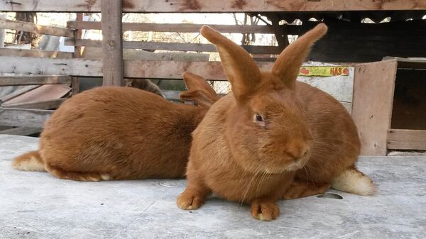 კურდღლები - Sputnik საქართველო