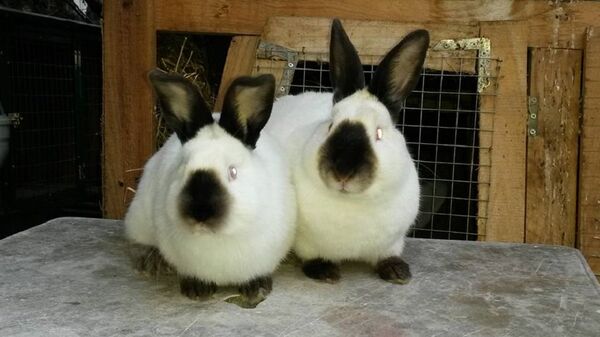 კურდღლები - Sputnik საქართველო