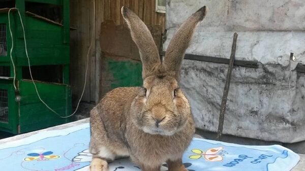 კურდღელი - Sputnik საქართველო