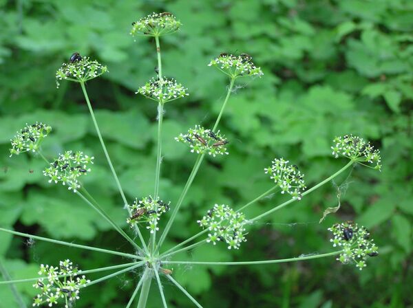 ტყიურა – კიდევ ერთი ქართული სანელებელი - Sputnik საქართველო