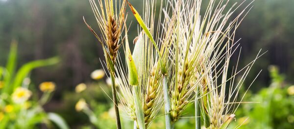 ქერი ქერი - Sputnik საქართველო