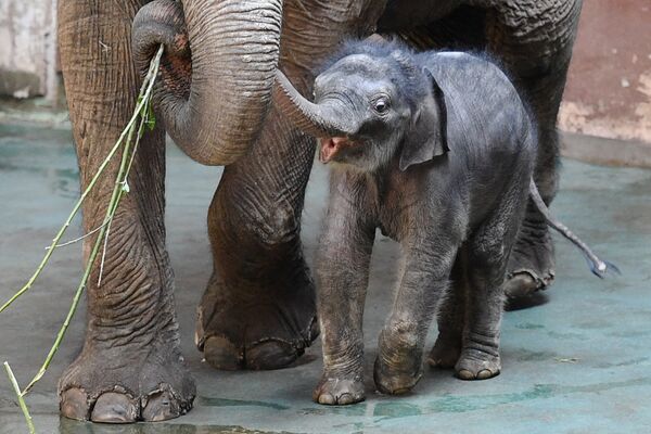 Новорожденный слоненок Филимон гуляет со своей матерью в московском зоопарке - Sputnik Грузия