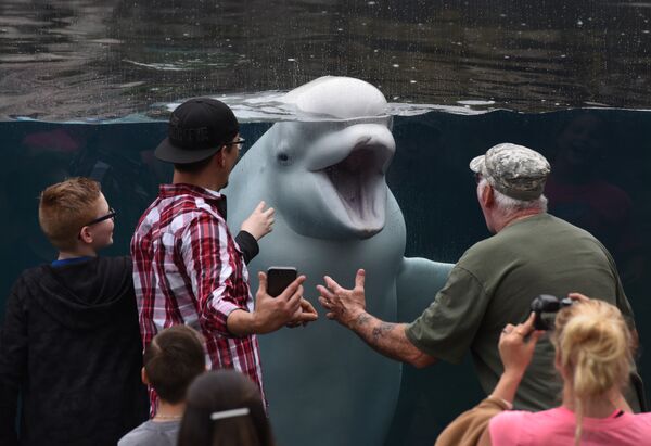 Белуга играет с туристами в аквариуме в Коннектикуте - Sputnik Грузия