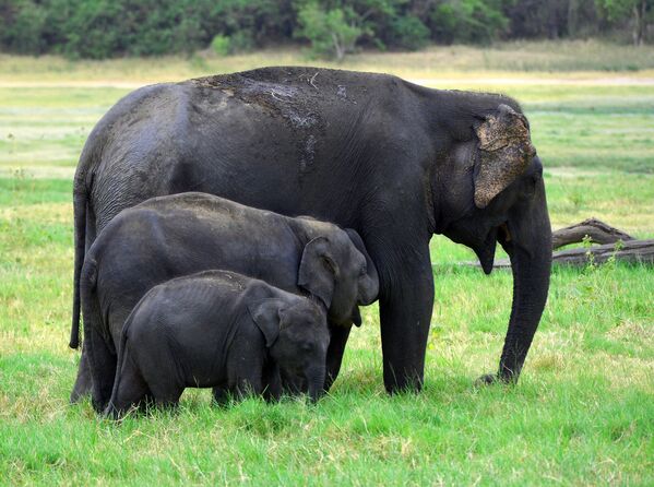 Слоны гуляют в Национальном парке Миннерии, Шри-Ланка. Шри-ланкийский слон является одним из трех признанных подвидов азиатского слона - Sputnik Грузия