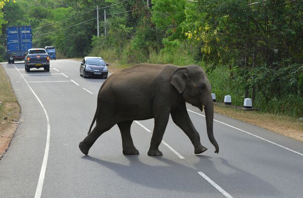 სპილო გზაზე გადადის შრი-ლანკას ეროვნულ პარკში. - Sputnik საქართველო