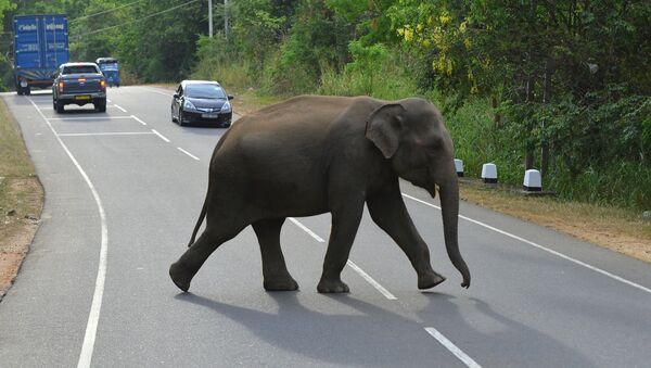 Слон переходит дорогу в Национальном парке Миннерия, Шри-Ланка - Sputnik Грузия