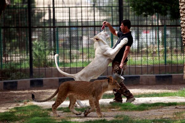 გადაჯიშების პირას მყოფი თეთრი ლომები. ერაყის ქალაქ ბაღდადის ზოოპარკის თანამშრომელი თეთრ ლომს საჭმელს აჭმევს. - Sputnik საქართველო