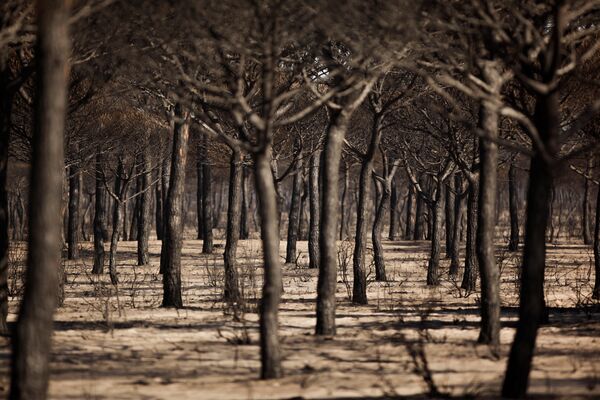 დამწვარი ხეები დონანის ეროვნულ პარკში ტყის ხანძრის შემდეგ — ესპანეთის სამხრეთი. - Sputnik საქართველო