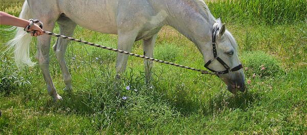 ცხენი ცხენი - Sputnik საქართველო