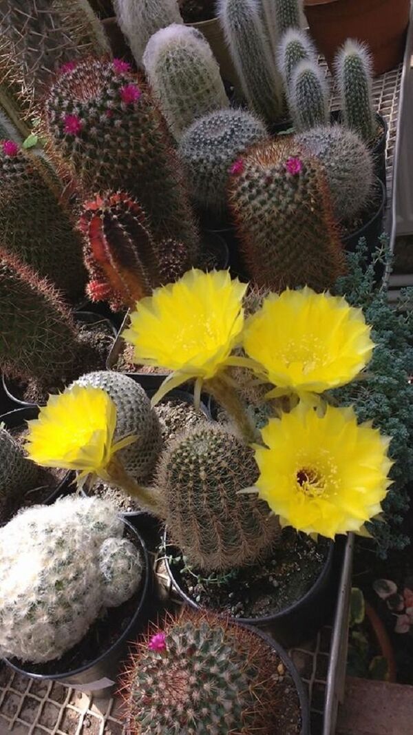 ფიქრიას ყვავილები ფიქრიას ყვავილები - Sputnik საქართველო