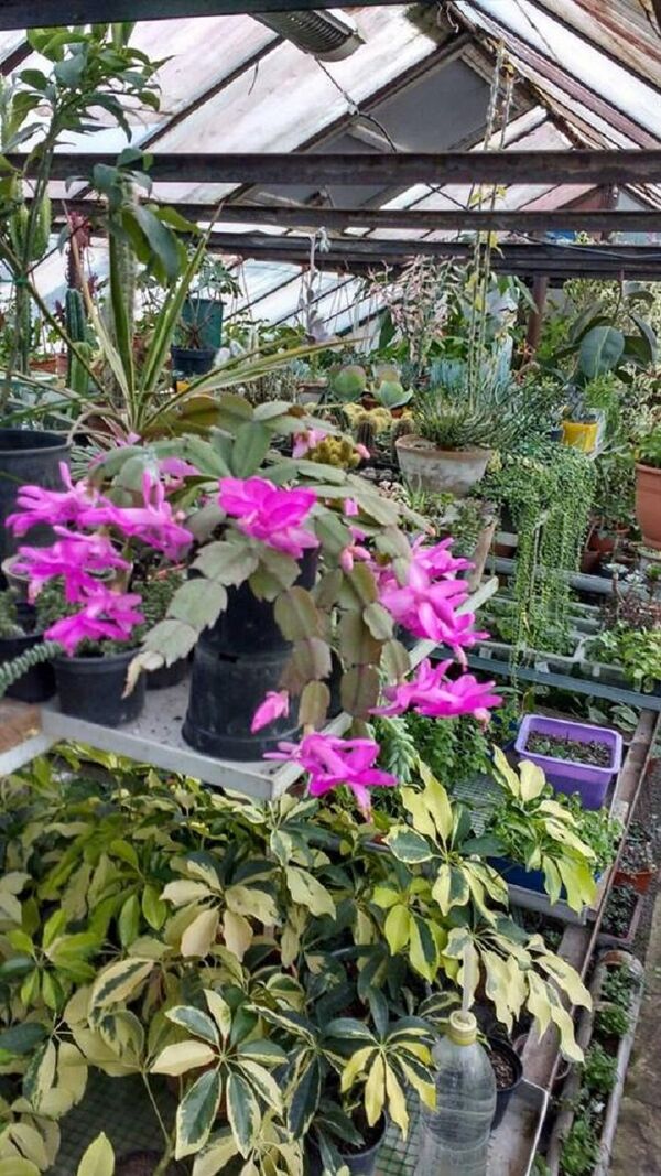 ფიქრიას ყვავილები ფიქრიას ყვავილები - Sputnik საქართველო