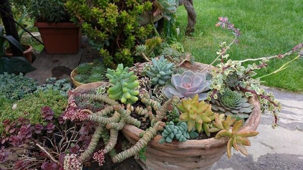 ფიქრიას ყვავილები ფიქრიას ყვავილები - Sputnik საქართველო