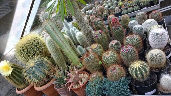 ფიქრიას ყვავილები ფიქრიას ყვავილები - Sputnik საქართველო