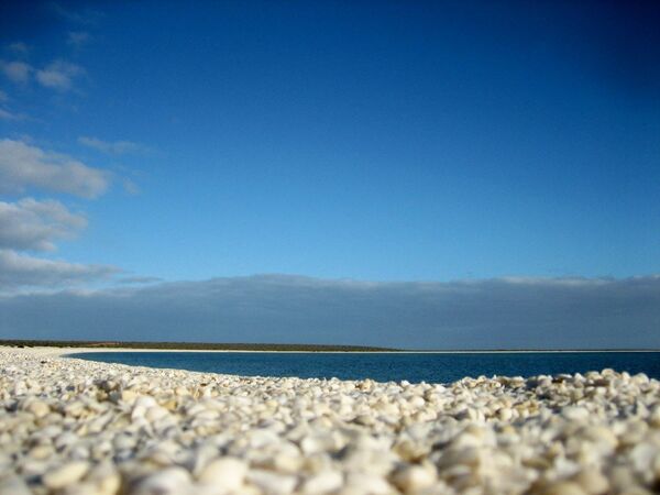 Ракушечный пляж, Акулий залив, Австралия. Вода в этом заливе настолько соленая, что это привело к бесконтрольному размножению моллюсков. Теперь берег пляжа усеян ракушками - Sputnik Грузия