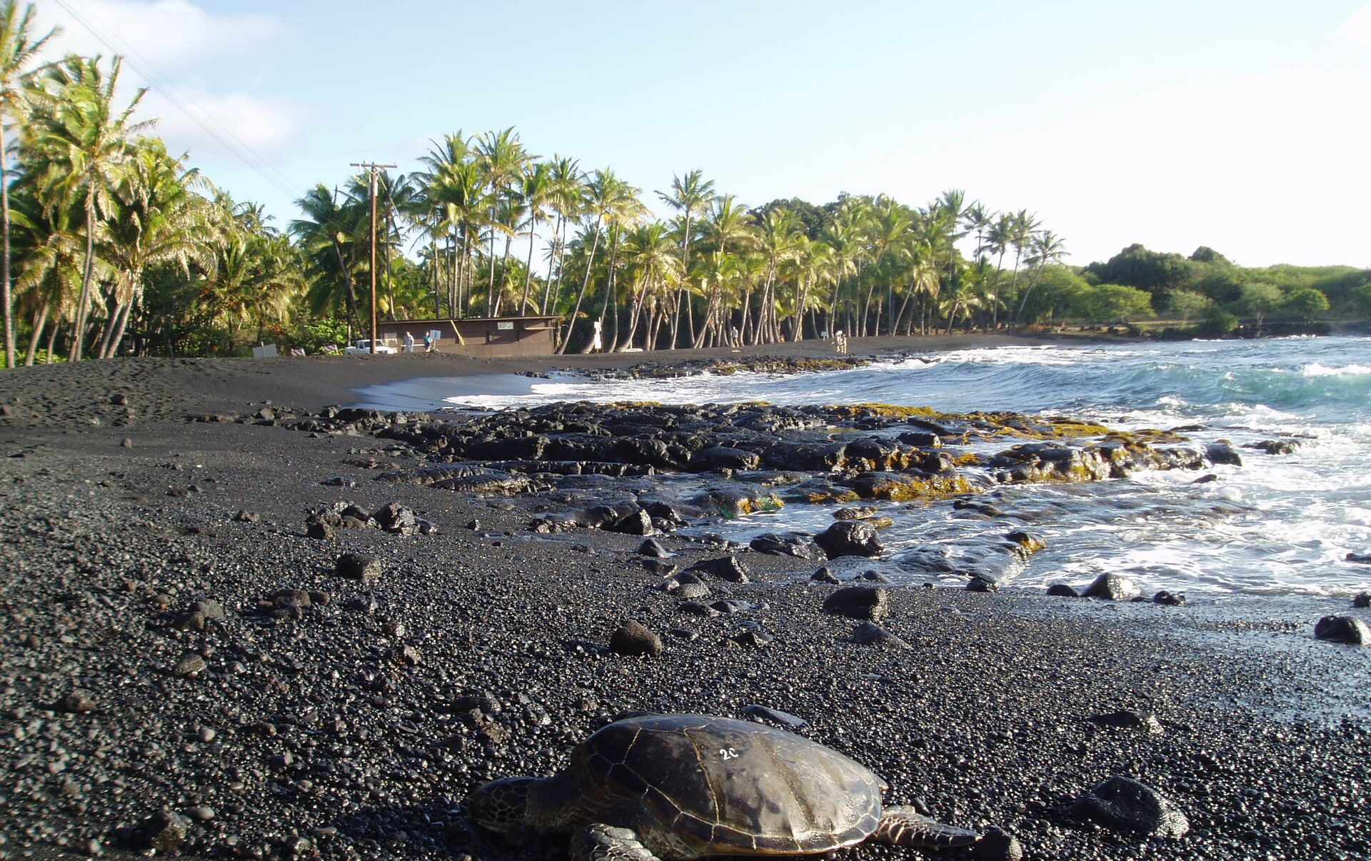 Пляж черепах на шри ланке. Пуналуу Гавайи. Пляж Пуналуу Гавайи. Punaluu Beach пляж. Мауи Гавайи черный песок.