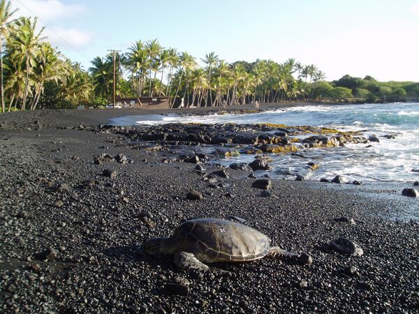 Черный пляж Пуналу на Гавайях. Черный песок на этом пляже образуется в результате выброса лавы и быстрого ее охлаждения в море - Sputnik Грузия