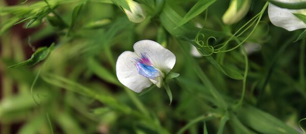 ცულისპირა - Lathyrus sativus ცულისპირა - Lathyrus sativus - Sputnik საქართველო