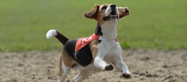 ძაღლი ძაღლი - Sputnik საქართველო