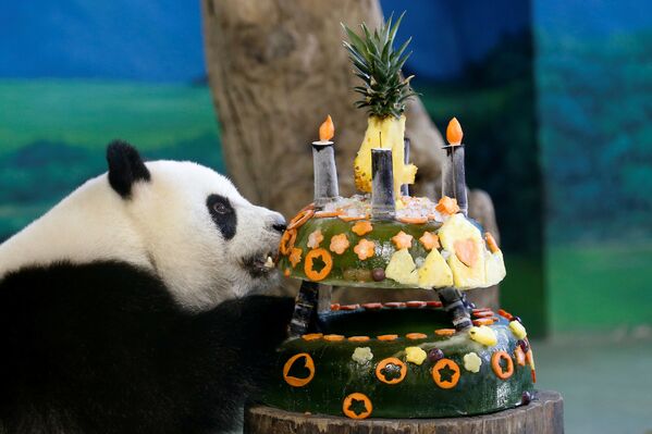 Гигантская панда Юань Зай ест торт, приготовленный ей ко дню рождения изо льда и фруктов в зоопарке Тайбэя, Тайвань - Sputnik Грузия
