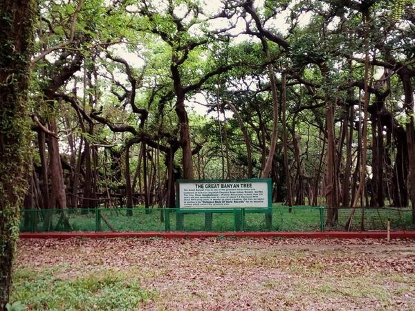 ჰაორას ბოტანიკური ბაღი და მსოფლიოში ყველაზე დიდი ვარჯის მქონე – დიადი ბანიანი ჰაორას ბოტანიკური ბაღი და მსოფლიოში ყველაზე დიდი ვარჯის მქონე – დიადი ბანიანი - Sputnik საქართველო