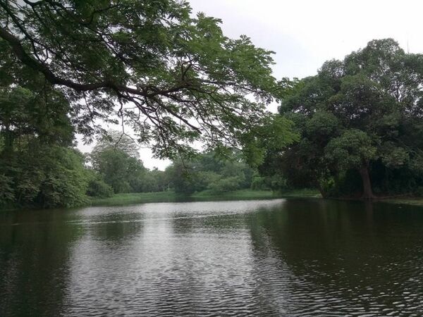 ჰაორას ბოტანიკური ბაღი და მსოფლიოში ყველაზე დიდი ვარჯის მქონე – დიადი ბანიანი ჰაორას ბოტანიკური ბაღი და მსოფლიოში ყველაზე დიდი ვარჯის მქონე – დიადი ბანიანი - Sputnik საქართველო