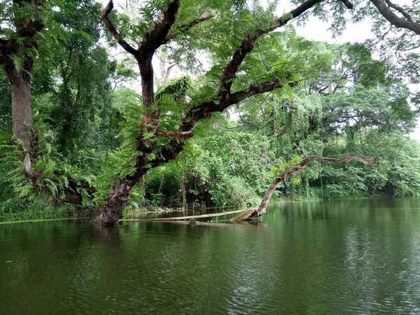 ჰაორას ბოტანიკური ბაღი და მსოფლიოში ყველაზე დიდი ვარჯის მქონე – დიადი ბანიანი ჰაორას ბოტანიკური ბაღი და მსოფლიოში ყველაზე დიდი ვარჯის მქონე – დიადი ბანიანი - Sputnik საქართველო