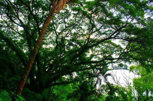 ჰაორას ბოტანიკური ბაღი და მსოფლიოში ყველაზე დიდი ვარჯის მქონე – დიადი ბანიანი ჰაორას ბოტანიკური ბაღი და მსოფლიოში ყველაზე დიდი ვარჯის მქონე – დიადი ბანიანი - Sputnik საქართველო