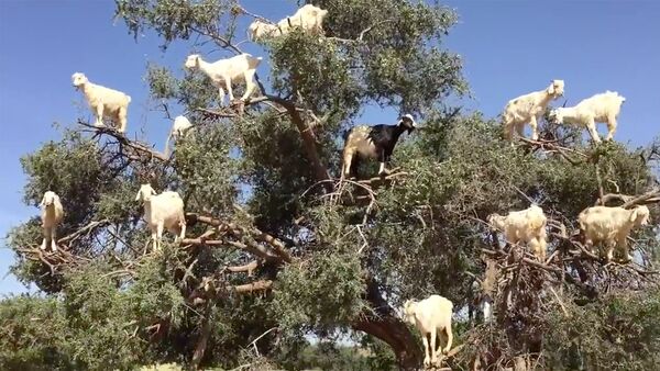 Четвероногие птицы: козы на деревьях в Марокко - Sputnik Грузия