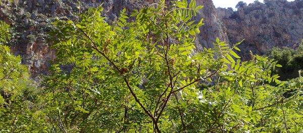 Rhus coriaria - Sputnik Грузия