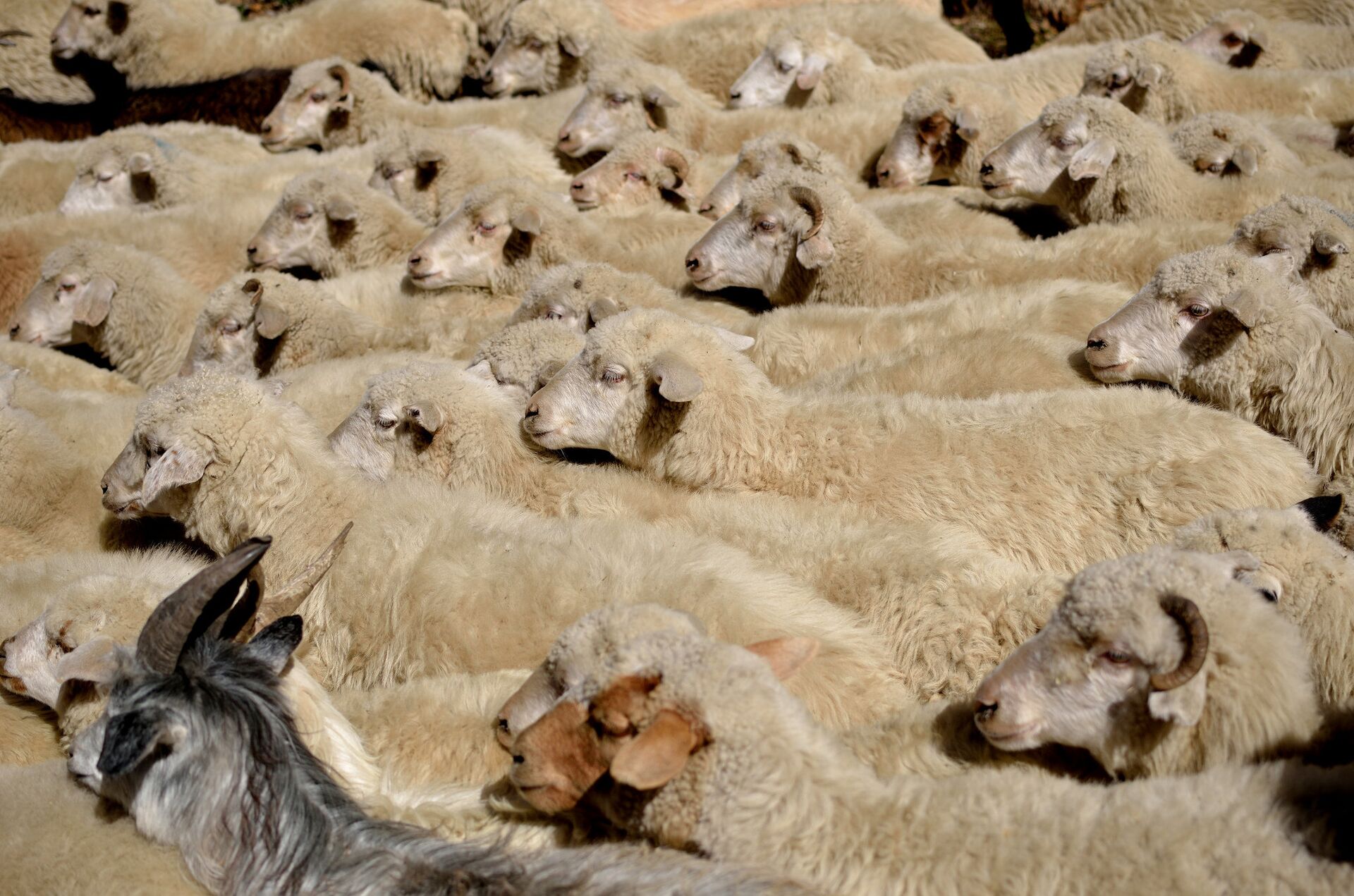 Стадо овец в селе Шатили - Sputnik საქართველო, 1920, 06.04.2022