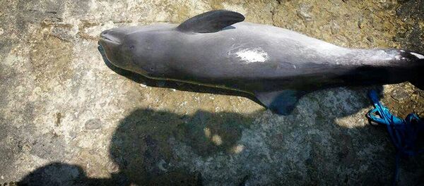 დაღუპული დელფინი დაღუპული დელფინი - Sputnik საქართველო
