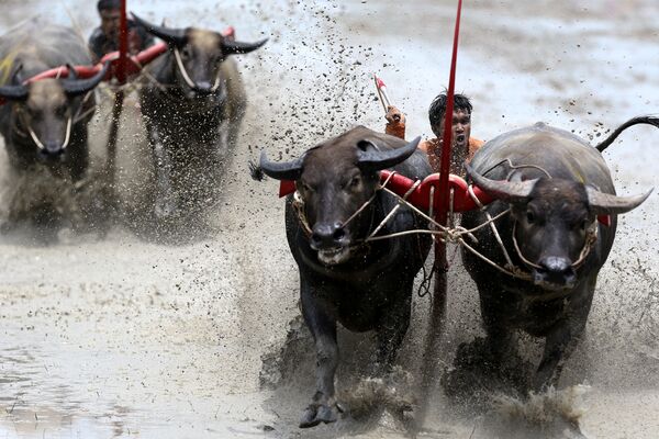 Жокеи соревнуются на ежегодном фестивале гонок буйволов в Чонбури, Таиланд - Sputnik Грузия