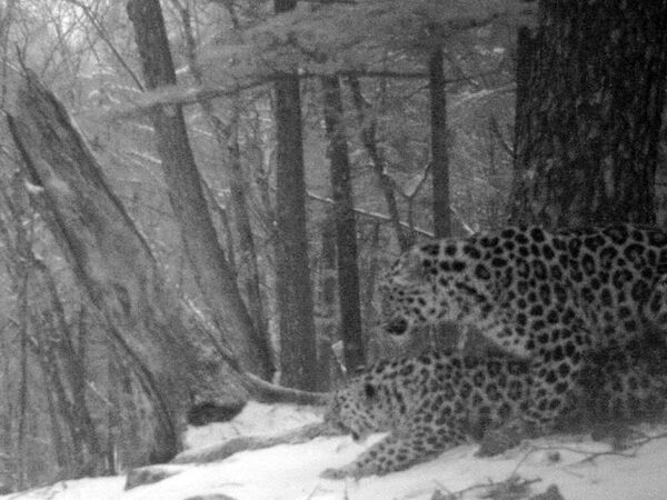 Первая в мире фотография спаривания дальневосточных леопардов в дикой природе Первая в мире фотография спаривания дальневосточных леопардов в дикой природе - Sputnik Грузия