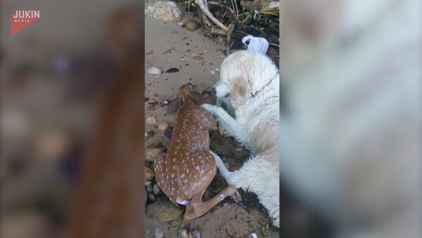 Собака спасла тонувшего олененка - Sputnik Грузия