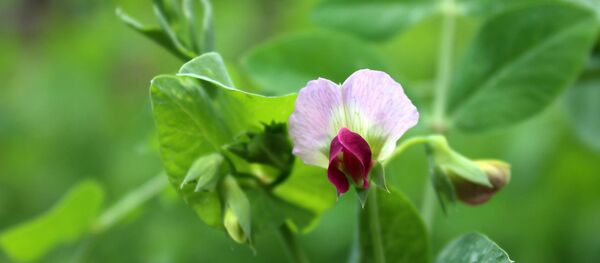 Pisum sativum Pisum sativum - Sputnik საქართველო