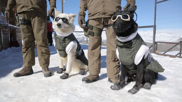 Собаки в экипировке для работы на горнолыжных склонах в Чили - Sputnik Грузия