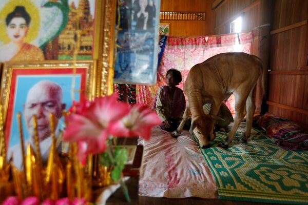 74-летняя Хим Ханг сидит в своей спальне с коровой, которая, по ее мнению, является ее перерожденным мужем в провинции Крати, Камбоджа - Sputnik Грузия