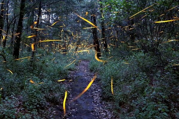 Светлячки в лесу в святилище Санта-Клары недалеко от города Нанакамильпа, штат Тлакскала, Мексика - Sputnik Грузия