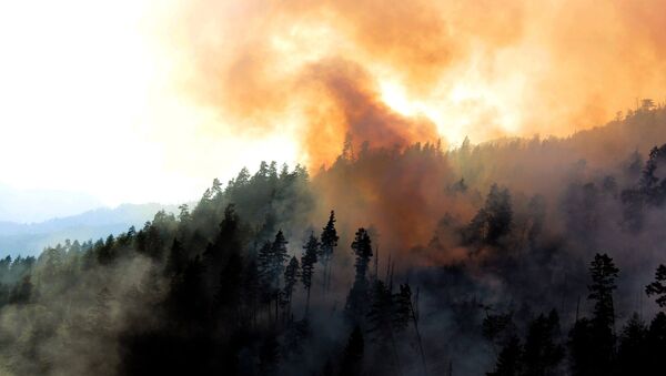 Пожар в лесу Арджеванидзе - Sputnik Грузия