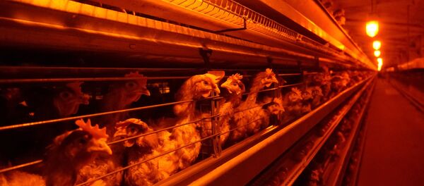 Птицефабрика, фото из архива - Sputnik Грузия