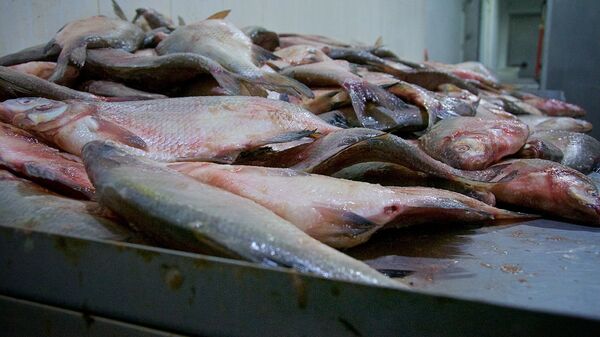 თბილისში თევზის შესაბოლ ორ საწარმოში კრიტიკული შეუსაბამობები გამოვლინდა