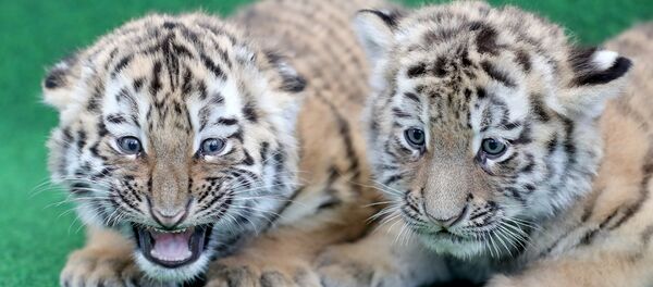 Тигрята ждут вакцинации в зоопарке Лейпцига - Sputnik Грузия