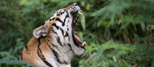 ვეფხვი ვეფხვი - Sputnik საქართველო