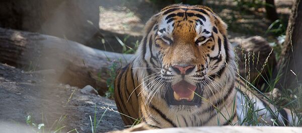 ვეფხვი - Sputnik საქართველო