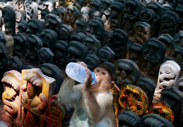 Обезьяна, сидя на идолах змей, пьет молоко во время индуистского фестиваля Наг Панчами в честь бога-змеи внутри храма на окраине Бенгалуру, Индия. Молоко, которое пьет обезьяна, предназначается для змей - Sputnik Грузия