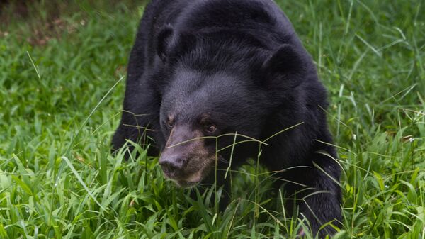 ლაგოდეხის დაცულ ტერიტორიებზე „წითელ ნუსხაში" შეტანილი მურა დათვი მოკლეს