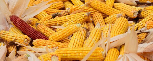 Porumb, recoltă - Sputnik Грузия